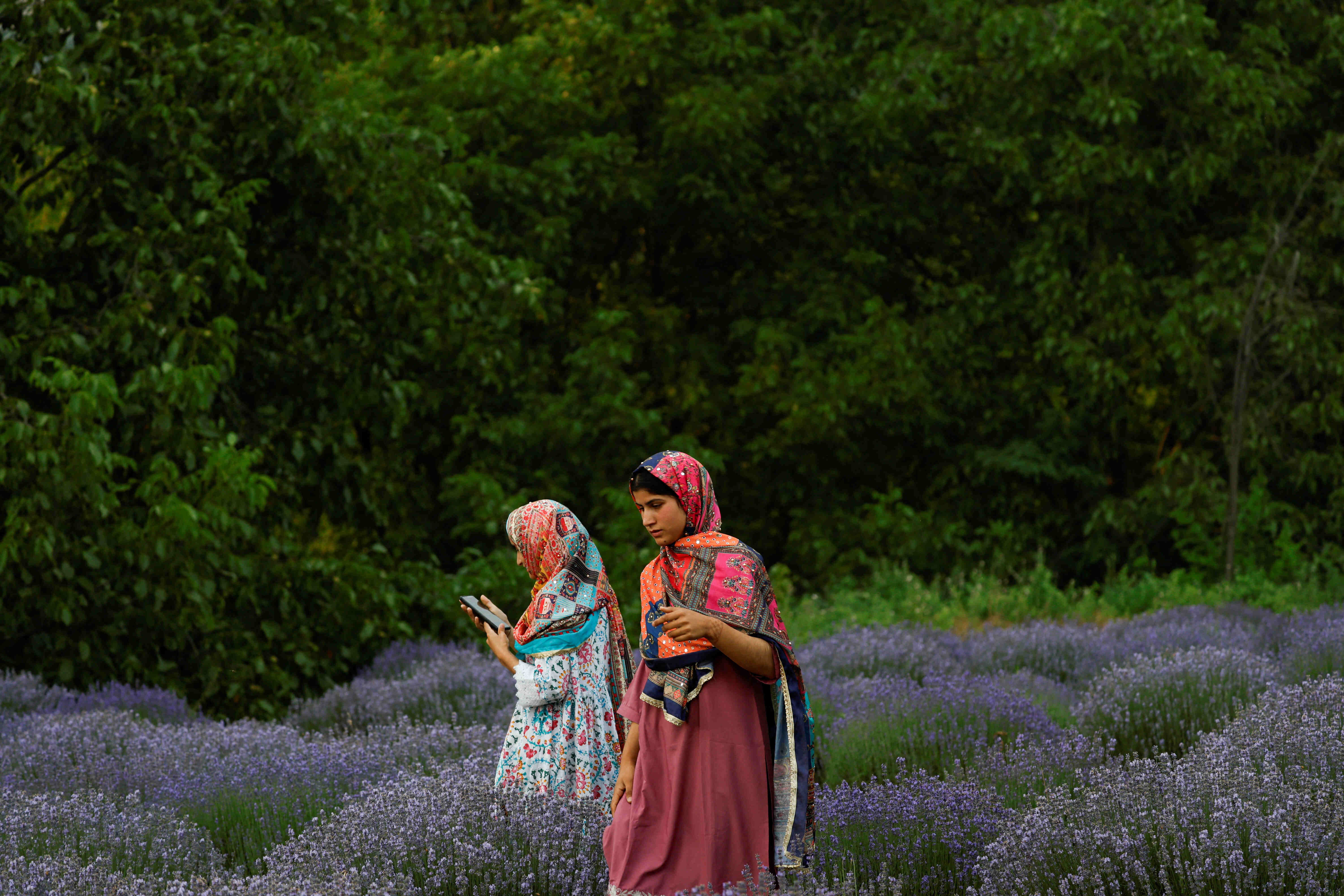 Kashmiri girls walk in the lavender fields during harvest season in south Kashmir's Anantnag district, June 27, 2024. REUTERS/Sharafat Ali