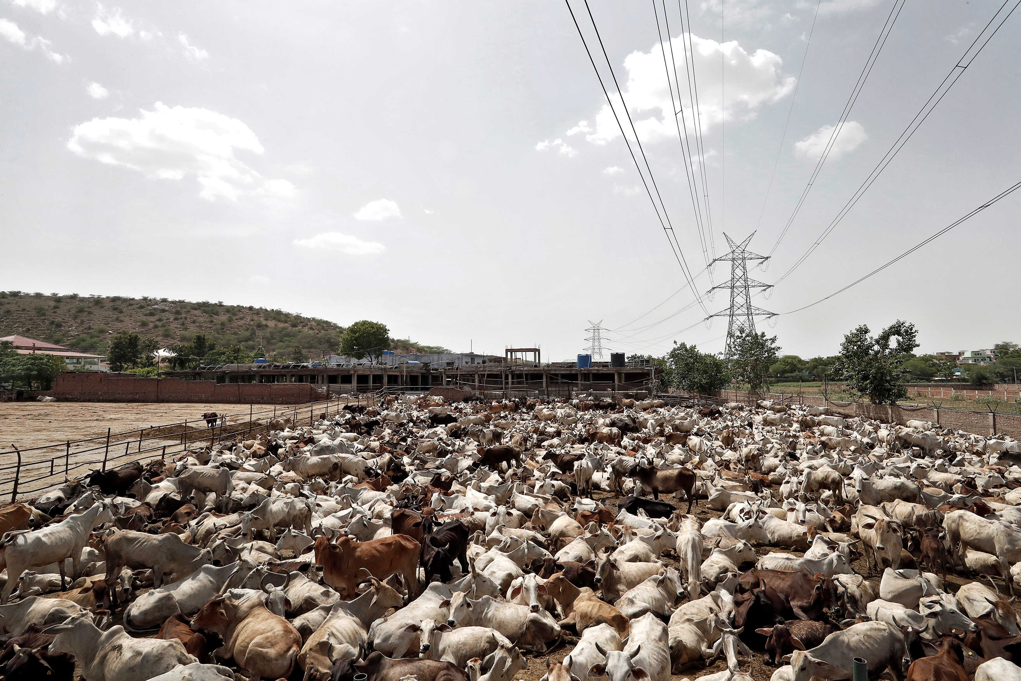 Cattle seized by cow vigilantes pictured in a gaushala, Barsana, India, June 13, 2017. Picture taken June 13, 2017. To match Special Report INDIA-POLITICS/RELIGION-COWS REUTERS/Cathal McNaughton