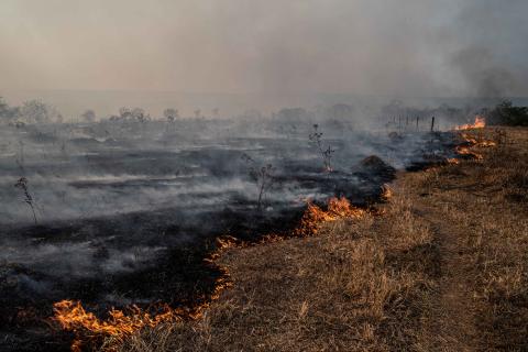Fire burns vegetation of Brazilian savanna as a suspected consequence of global warming. Photo: Lucas Ninno