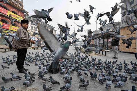 A man feeds a flock of pigeons on a cold morning in Srinagar on December 3, 2025. (Photo by Tauseef MUSTAFA / AFP) 