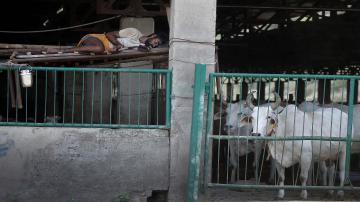 A man sleeps beside cattle seized by cow vigilantes in a gaushala, Barsana, India, June 13, 2017. Picture taken June 13, 2017. To match Special Report INDIA-POLITICS/RELIGION-COWS REUTERS/Cathal McNaughton