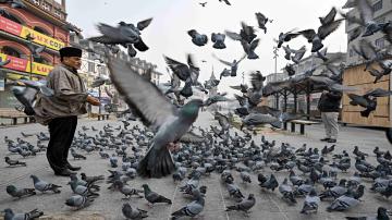 A man feeds a flock of pigeons on a cold morning in Srinagar on December 3, 2025. (Photo by Tauseef MUSTAFA / AFP) 